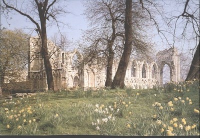 York St. Mary's Abbey Ruinen & Narzissen Postkarte - Richter England