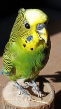 Parakeet Taxidermy Real Bird Taxidermy Budgie 