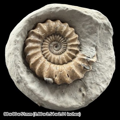Oistoceras Fossil Ammonite Jurassic Coast Charmouth Lyme Regis Dorset UK  