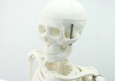 Life Size Human Skeleton Model Half Size Human Skeleton Model - 35 Inch ...