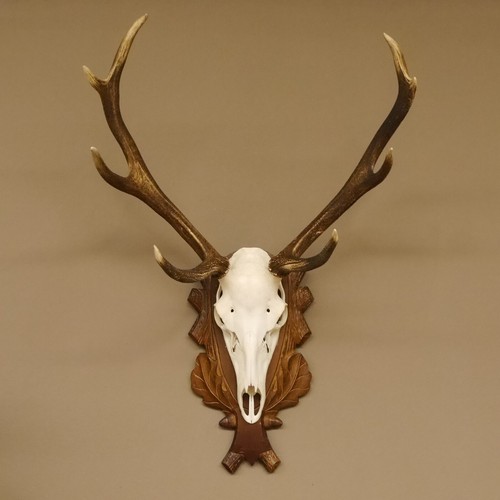 Rothirschgeweih 8 ender Hirsch Höhe 88 cm Stangen Hirschgeweih Geweih 70.999