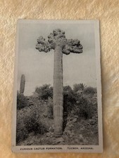 curious cactus formation, tucson arizona