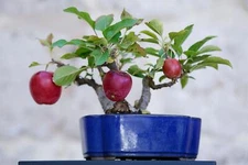 15 Bonsai Apple Tree Seeds - Grow Exotic Indoor Fruit Bonsai