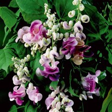 20+ Corkscrew Vine Flower Seeds for Planting Outdoors -Perennial Snail Vine P...