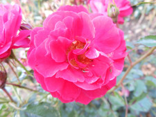 Rosa 'Ruby' Flower Carpet Rose - Masses of Ruby Red Blooms - Ground Cover Rose
