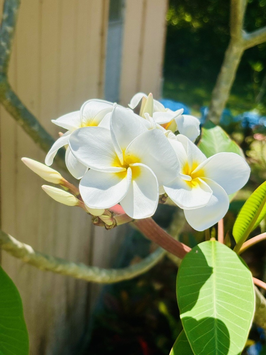 【258】plumeriaページ J105 Plumeria