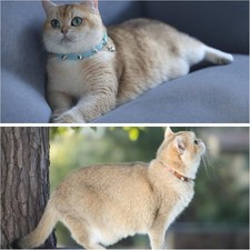 Spiked Cat Collar with Bells, Breakaway Genuine Leather Protective Collar for...