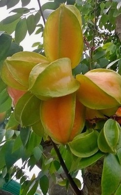 Starfruit Tree   Averhoa Carambola   Live Tropical Fruit Tree   Approx. 2 feet