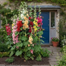 50 Hollyhock Seeds – Tall Double Bloom Mix for Stunning Cottage Gardens