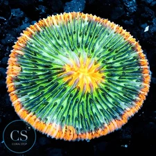 CS SOLAR CORE PLATE - WYSIWYG LIVE CORAL