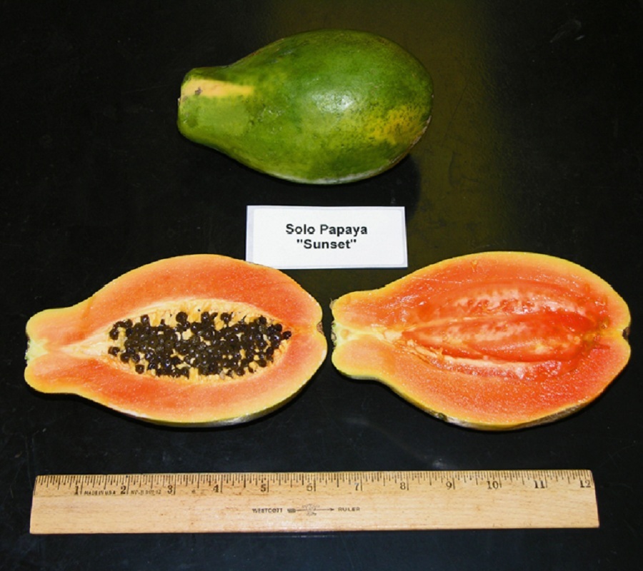 Sunset Papaya~ STRAWBERRY RED PAPAYA Hybrid SOLO 100+ SEEDS