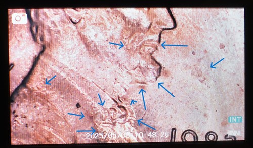 1983 D Penny One Cent Error Coin Red Error Double Ear, Tear, DD Strike Thru - Picture 24 of 24