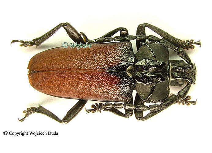 標本 Brazil Pepsis heros 111mm super big Brazil Pepsis heros 111mm super big RARE (1) Tarantula Hawk