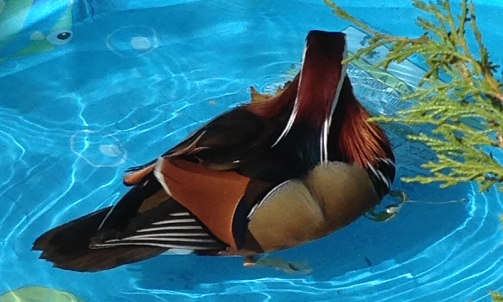 Mandarin Duck eggs! 🐣PreSale! 4 Eggs eBay