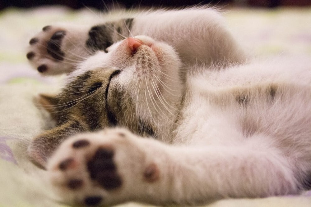 Cute Sleeping Cat Kitten Digital Photo Wallpaper Pic 78  