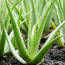 Aloe Vera Hybrid True Aloe Seeds  Free Shipping!