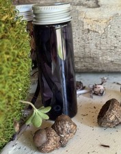 Ghost Pipe Indian Pipe 2oz Tincture. Premium Strong Contains 3 Whole Ghost Pipe