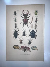 1864 Antique Hand Colored Lithograph Burgersdijk Fine Beetles
