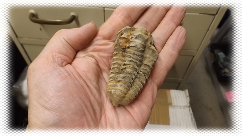 Trilobite Fossil - Millions Years Old Genuine Specimen