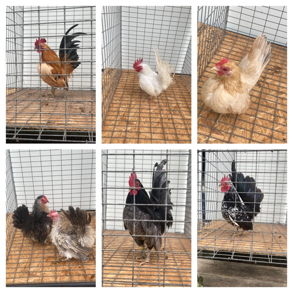 10 huevos para incubar Serama Micro A y B ESPECIAL 5,00 oferta inicial Foto 4 de 4