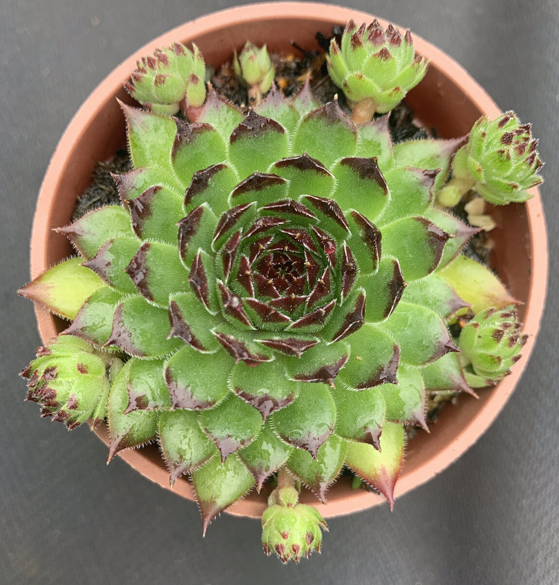 5 X Sempervivum Plants Outdoor Succulents Evergreen Perennials House