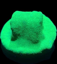 Live Coral Psammacora Toxic Green