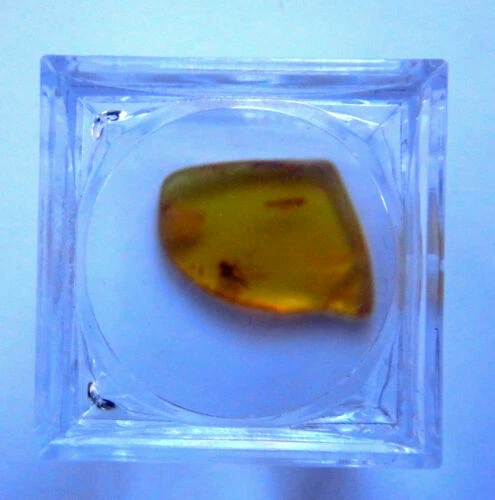 Insects/Amber Fossils Collectable Crystals