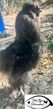 Silkie Hatching Eggs, Black, Red, Gray.