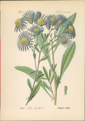 Chromolithographie : Vergils Aster. Berg-Aster. Kalk-Aster. Aster Amellus L. Com