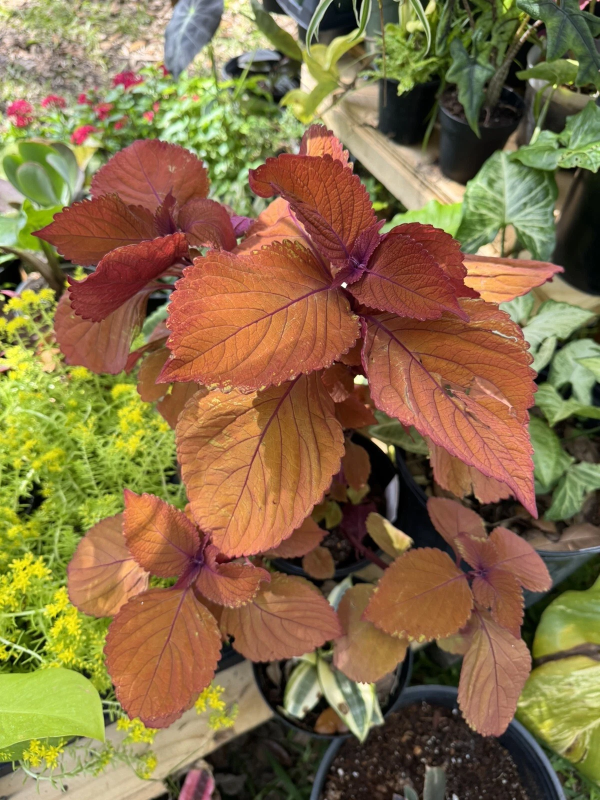 coleus plants live plants