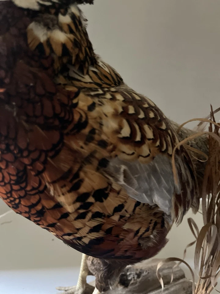 Taxidermia faisán cuello anular sobre soporte de madera con hierba seca sobre base de madera a la deriva Foto 3 de 4