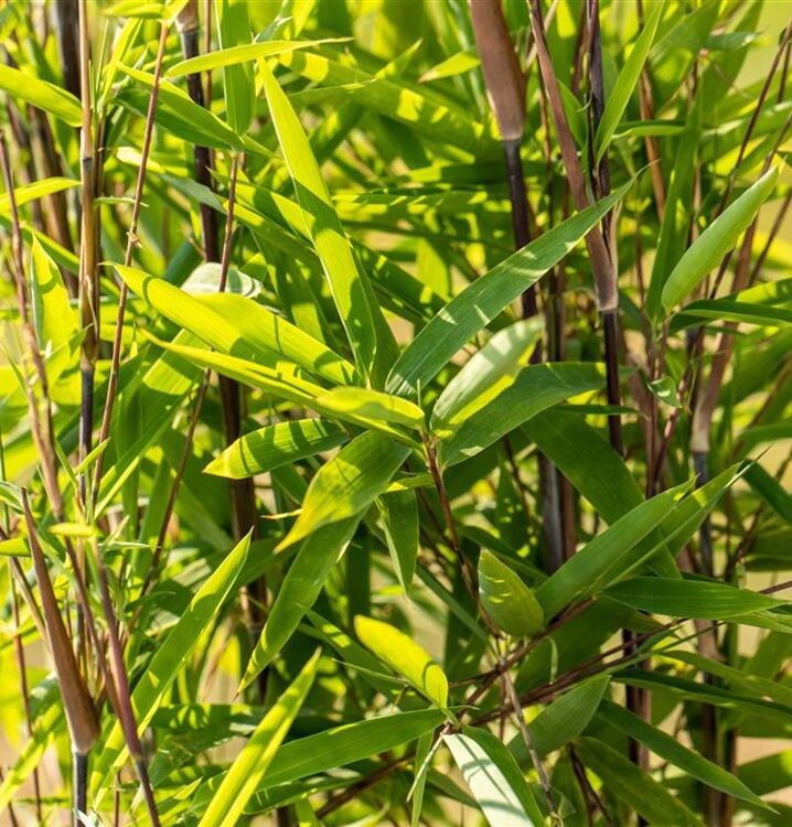 Bamboo Fargesia' Black Pearl' Hardy Evergreen Shrub With Black Bamboo  Stems. | eBay