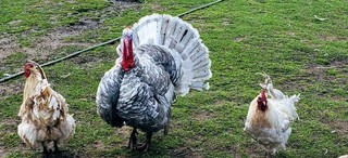 Turkey Hatching Eggs 6 Mixed Breeds Mottled Slates Sweetgrass Crossed With Royal