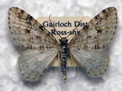   Wellenteppich - Hydrelia sylvata