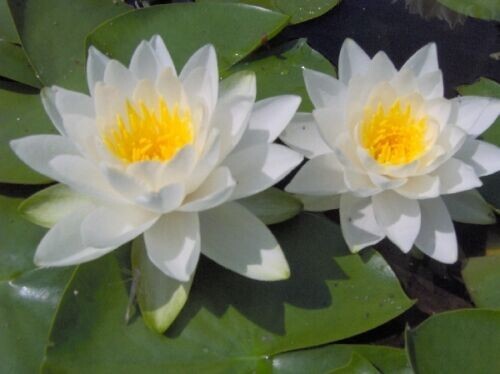 Alba UK Native water lily - pond plants water lilies aquatic plants lily koi - Picture 7 of 11
