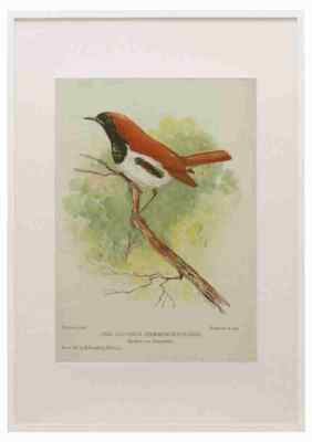 Astley HD Bird Notes 1902 Temmincks Rotkehlchen A3 A4 gerahmter Druck Bild