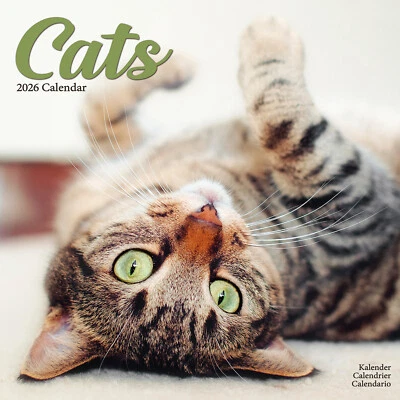 AVONSIDE PUBLISHING LTD Cats 2026 Calendar Gift Wall 20% OFF MULTI ORDERS