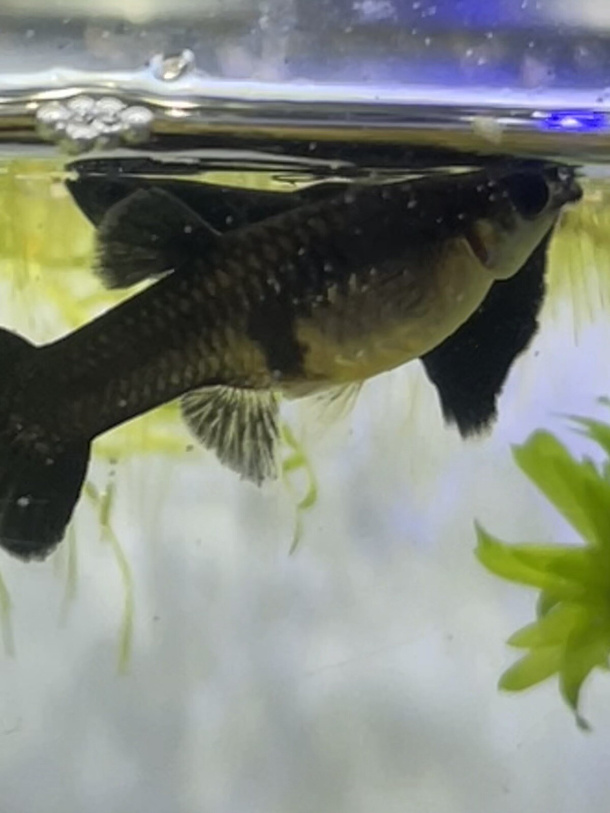 10 Guppy Fry Black Guppies Live Baby Guppy Fish eBay