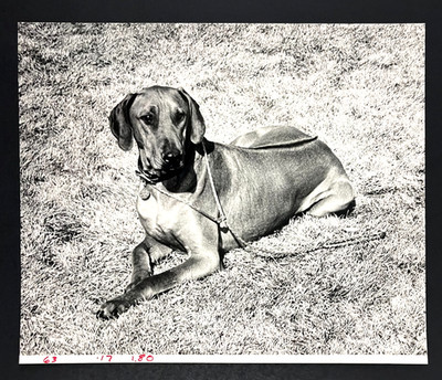 1985 Rhodesian Ridgeback Dog Laying Down Grass Rope Leash Vintage Press Photo