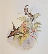 John Gould SALLE'S HERMIT Hummingbirds Vintage Art Print Bookplate 29