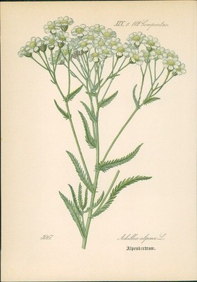 Chromolithographie : Alpenbertram. Alpen-Schafgarbe. Achillea alpina L. Composit