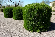 Dodonaea viscosa Green Hopseed Bush, Shrub (30 Seeds) (016)