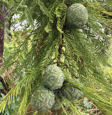 Bald Cypress Tree - 10-16" Tall - 1qt Pot -