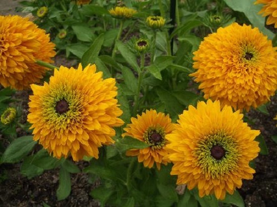 Rudbeckia Maya Rudbeckia Seeds 50 Flower Seeds 