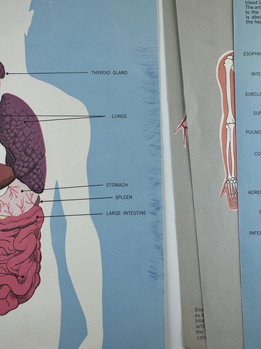 Vintage Human Body Atlas, 7 Color Loose Leaf Front And Back Science, Anatomy - 第 3/19 張圖片