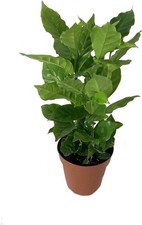 Coffee Plant - Live Plant in a 4 Inch Pot