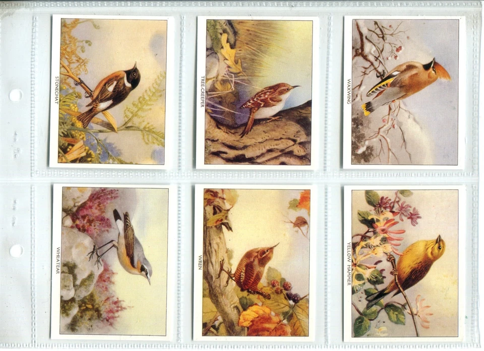 Birds of Britain 1994 Imperial Tobacco Repro Cigarette Cards - Set of 24 Cards - Image 4 of 4