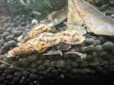 Malaysian Trumpet Snail Tank Bred