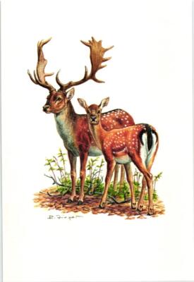 Damhirsch (Dama dama) Grafikmaß: ca 20 x 30 cm