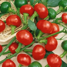 30+ CHERRY BOMB HOT PEPPER SEEDS NON-GMO FRESH FOR YOUR GARDEN